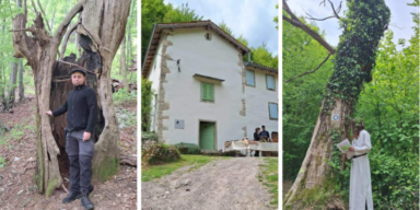 Kuća stabla svijeta