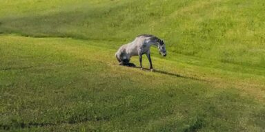 Ilustracija FOTO: Tomislav Marčinić