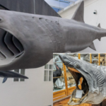 Gorostasna kitopsina prije i nakon restauracije / FOTO: Ivana Horvatek, Blaga&misterije / HINA (MKM), 2024.