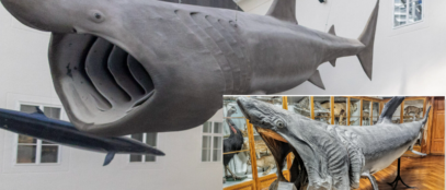 Gorostasna kitopsina prije i nakon restauracije / FOTO: Ivana Horvatek, Blaga&misterije / HINA (MKM), 2024.