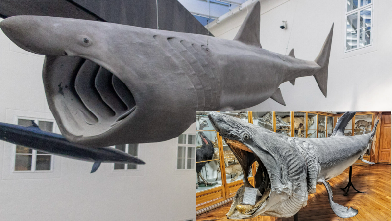 Gorostasna kitopsina prije i nakon restauracije / FOTO: Ivana Horvatek, Blaga&misterije / HINA (MKM), 2024.