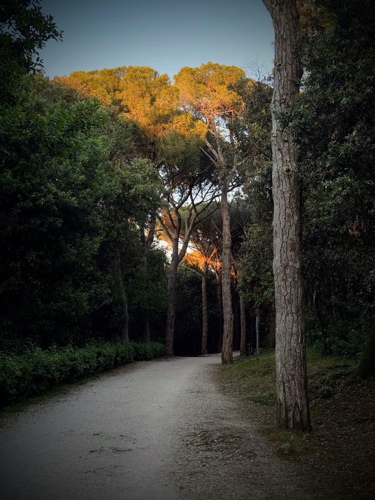 Park-šuma Zlatni rt, Rovinj FOTO: A.M. / Blaga & misterije