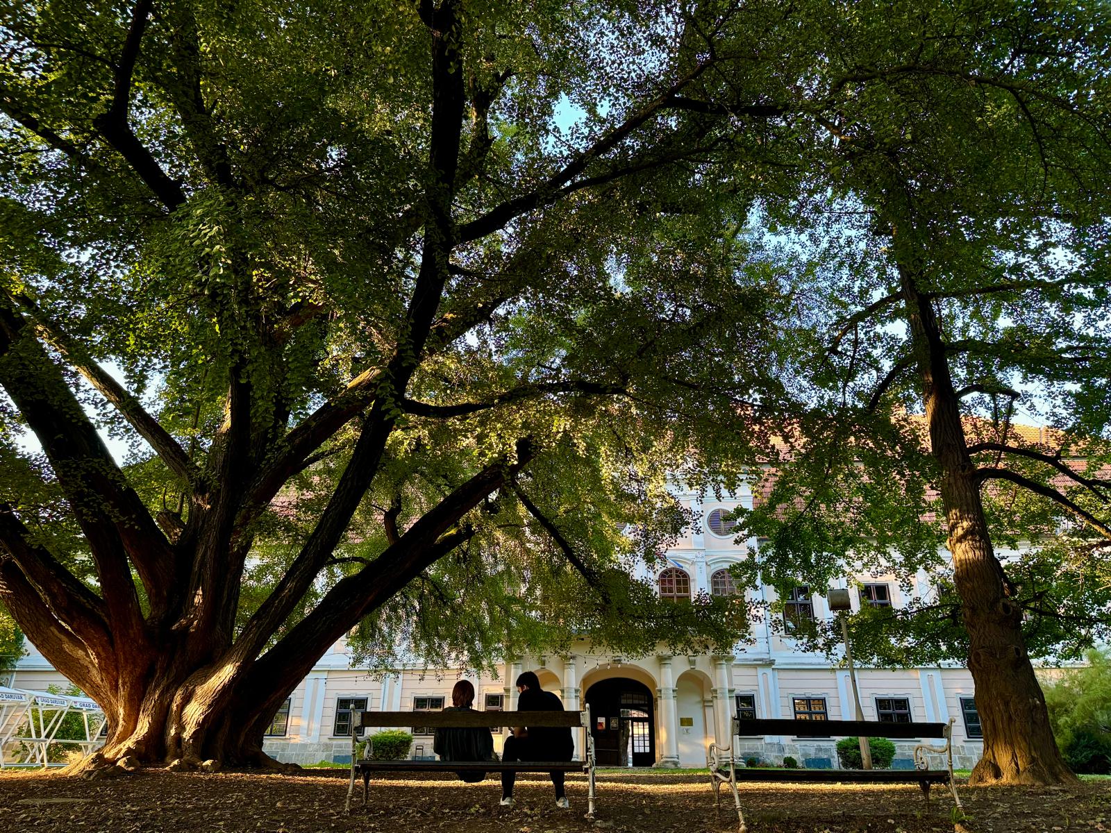 Ginko stabla ispred dvorca Janković u kojem je Zavičajni muzej Daruvar FOTO: A.M. / Blaga & misterije