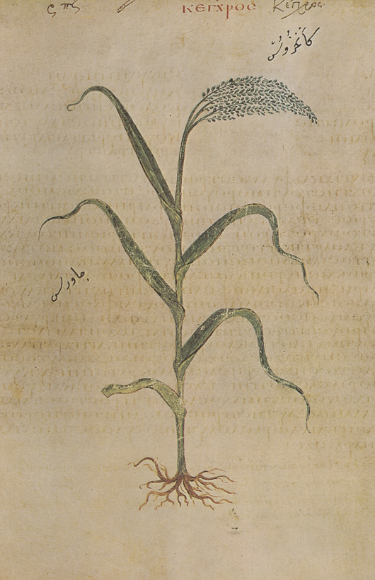 Panicum miliaceum