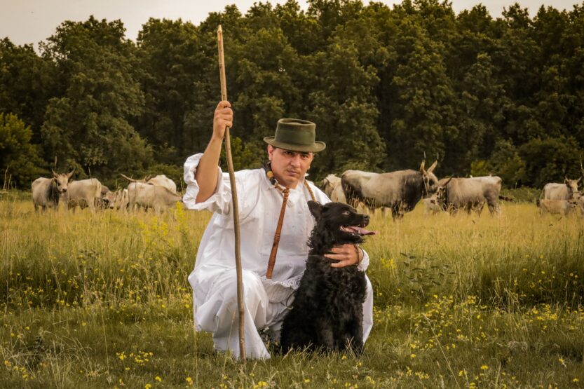 Hrvatski ovčari, Foto: Dora Dević, 2025 / Ministarstvo kulture i medija