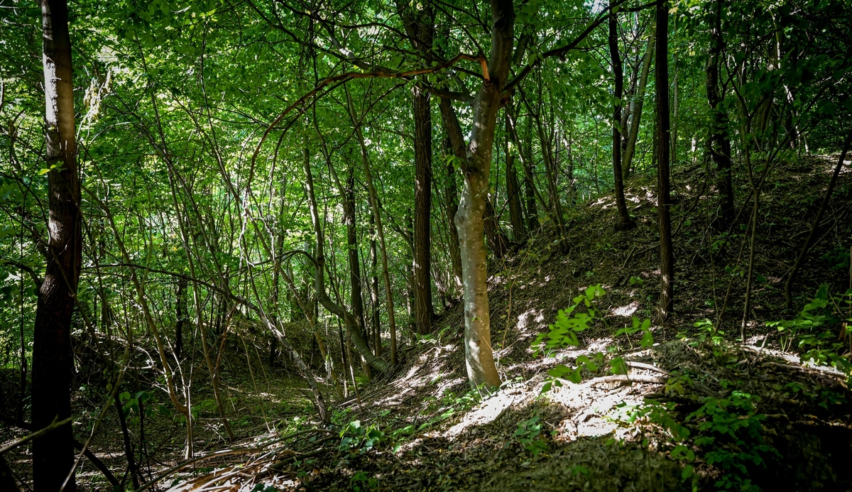 Gradina Slanje – Stari Gradec prostire se na približno 12,5 hektara, a njezini zemljani bedemi na pojedinim mjestima dosežu visinu od 14 metara. FOTO: Varaždinska županija